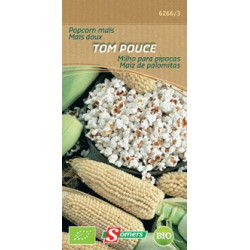 Semences Maïs Tom Pouce Bio – Récolte Facile | SOMERS