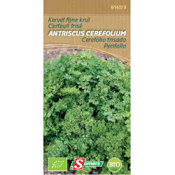 Semences Cerfeuil Frisé Bio – Herbe Aromatique | SOMERS