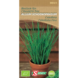 Semences de ciboulette fine Allium Schoenoprasum Bio SOMERS