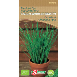 Semences Ciboulette Fine Bio SOMERS – Cultivez Facilement | SOMERS