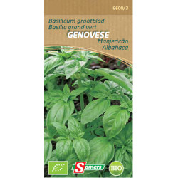 Semences Basilic Genovese Bio SOMERS – Saveur Italienne | SOMERS