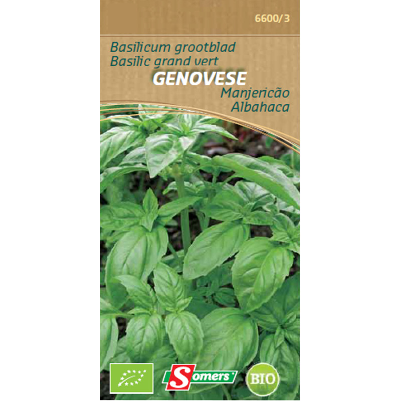 Semences de basilic Genovese Bio SOMERS