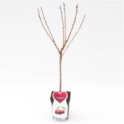 Arbre fruitier basse tige à planter