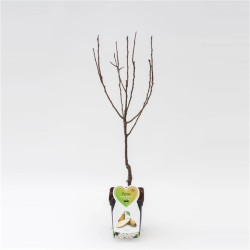 Arbre fruitier basse tige à planter