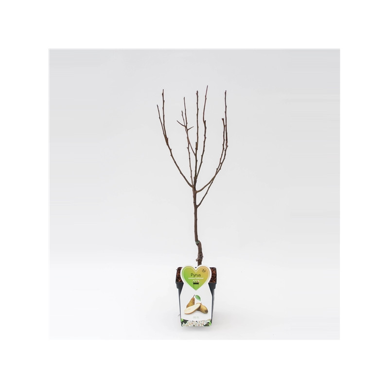 Arbre fruitier basse tige à planter