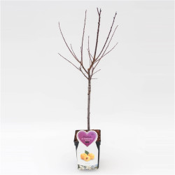 Arbre fruitier basse tige à planter