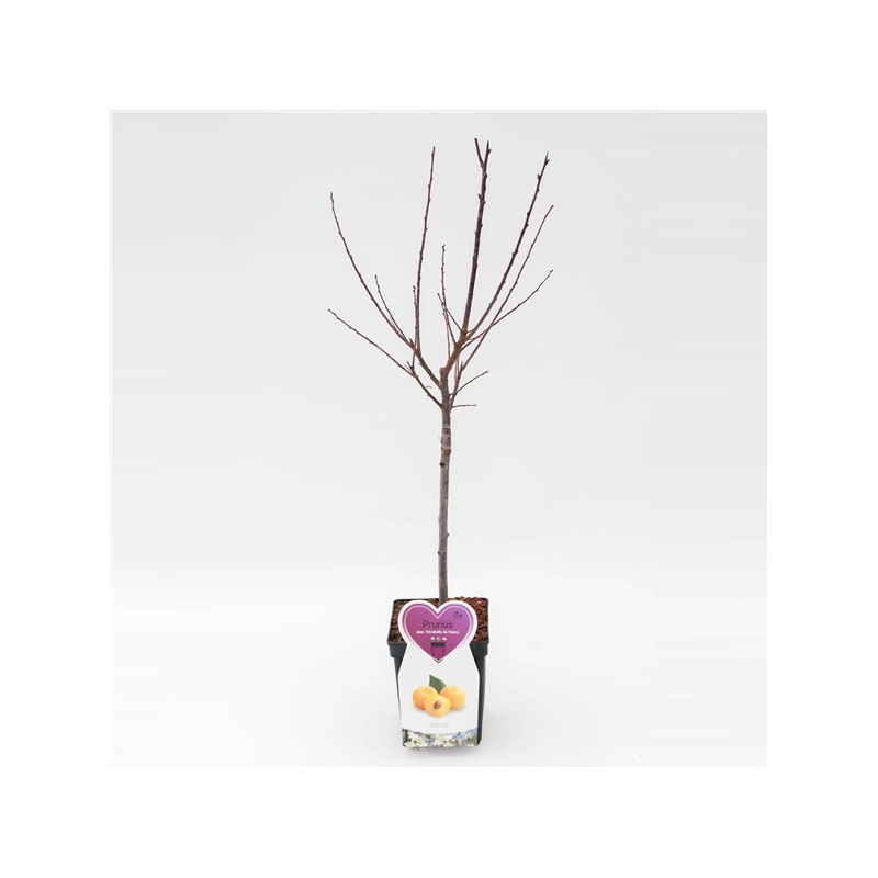 Arbre fruitier basse tige à planter