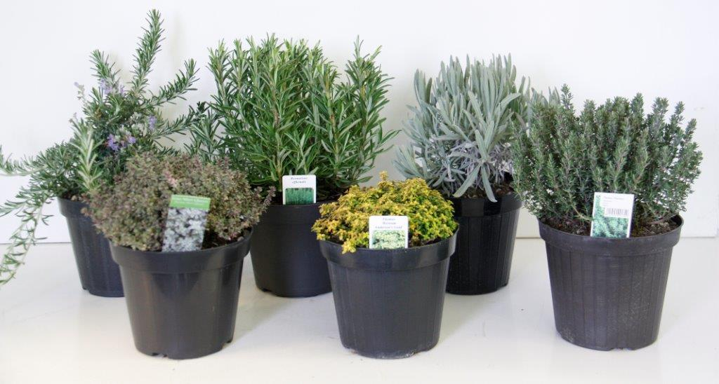 Plante Aromatique Italienne En Pot