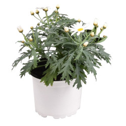Anthémis frutescens blanc en pot