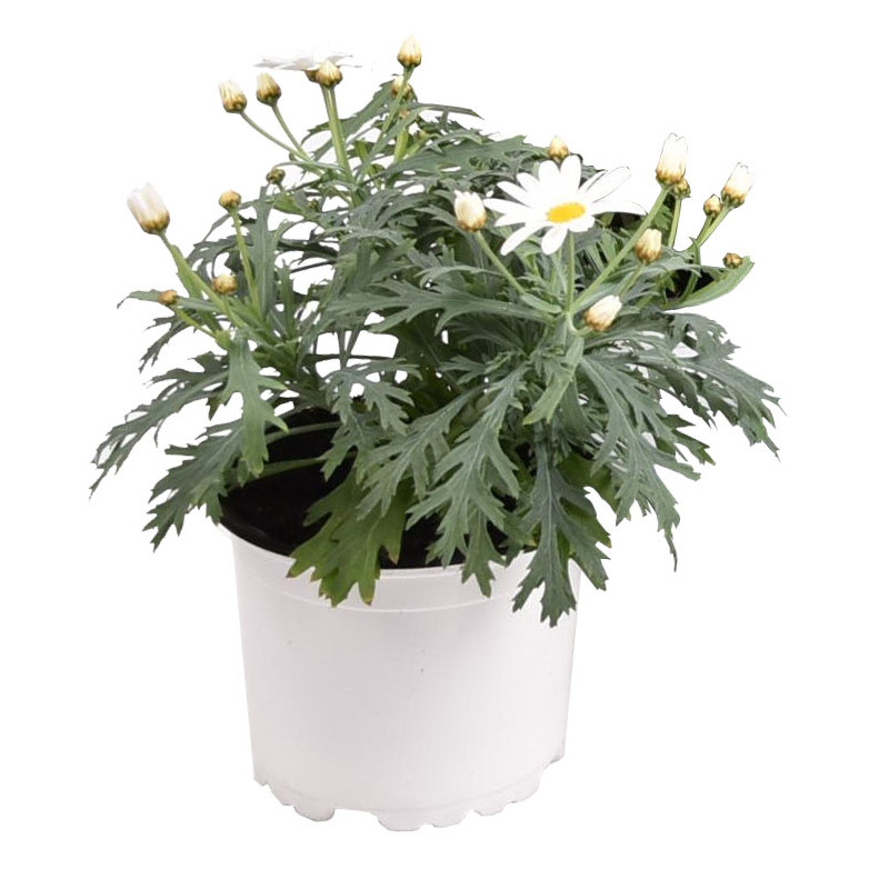 Anthémis frutescens blanc en pot