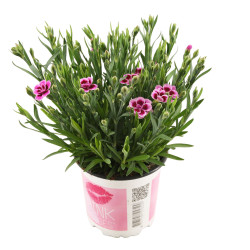 Dianthus Pink Kisses en pot