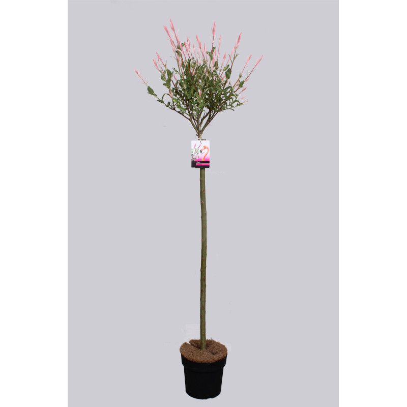 Arbre Salix Flamingo en pot 80 cm