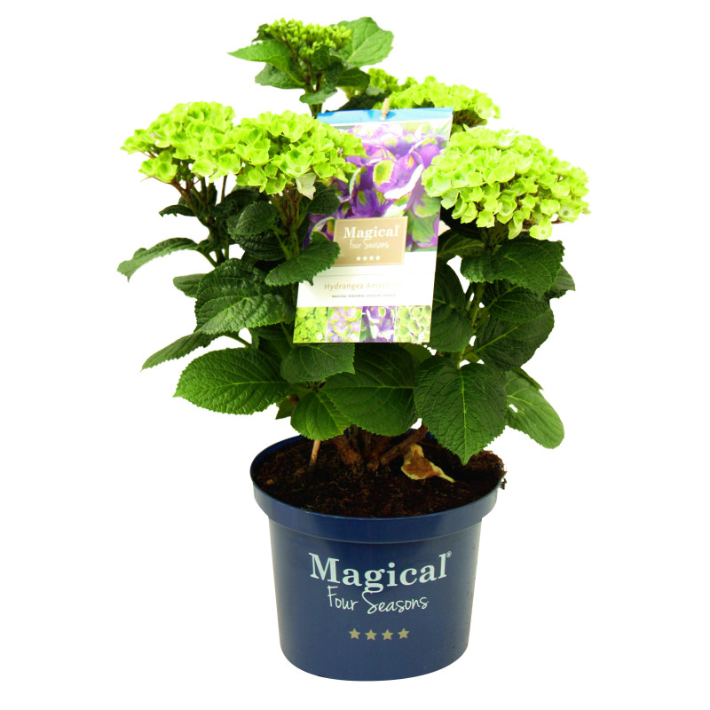 Pot d'hydrangea