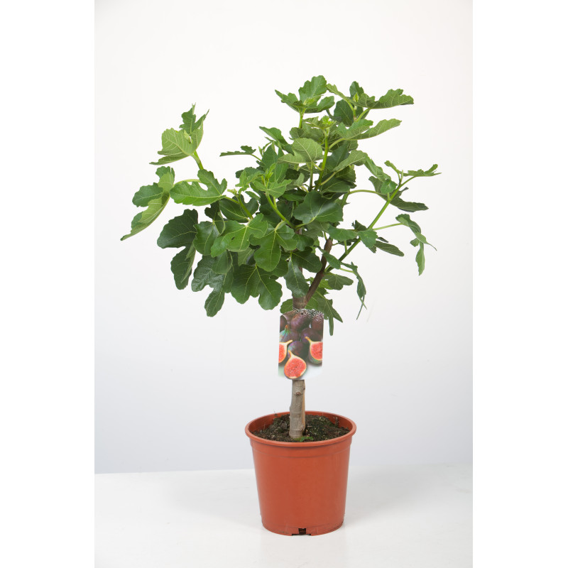 Figuier en pot