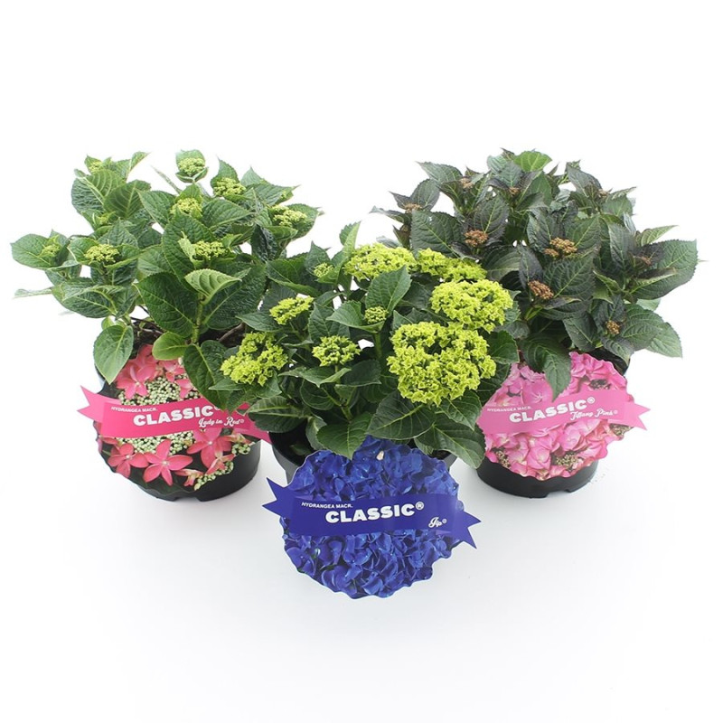 Hydrangea en pot