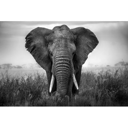 Toile Eléphant 97 x 65 cm