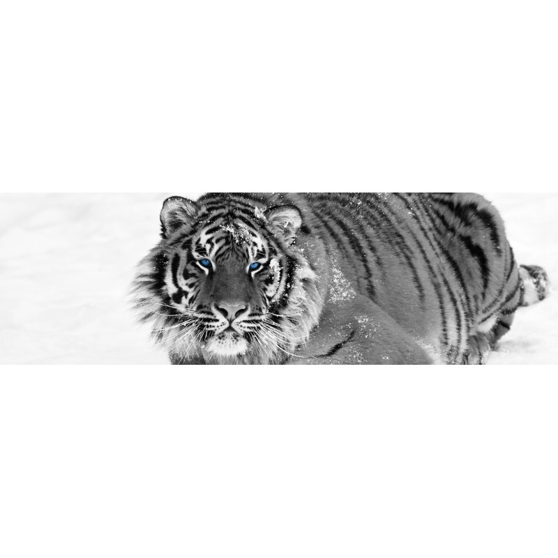 Toile Blue Eyes Tiger 97 x 30 cm