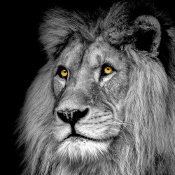 Impression Verre Lion 30x30 cm – Déco Murale Unique

