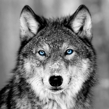 Impression sur verre Blue Eyes Wolf 45 x 45 cm