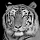 Impression sur verre Tigre Blanc 30 x 30 cm