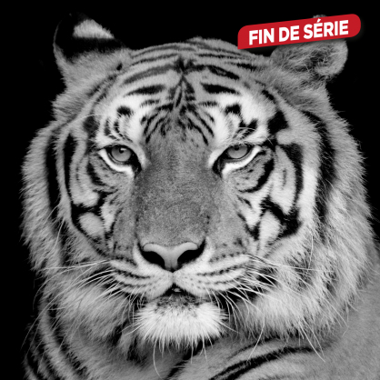 Impression sur verre Tigre Blanc 30 x 30 cm