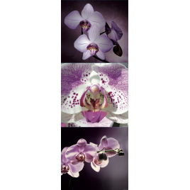 Planche de stickers Zen Orchidées