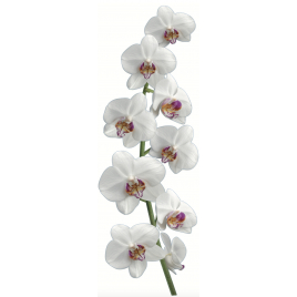 Sticker Orchidée blanche 24 x 68 cm