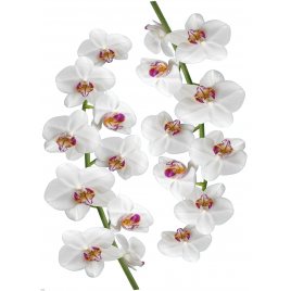 Sticker Orchidée blanche 48 x 68 cm