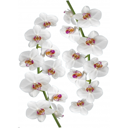 Sticker Orchidée blanche 48 x 68 cm
