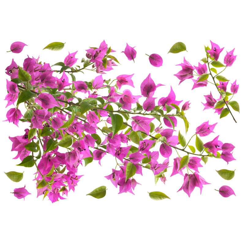 Planche de stickers Bougainvillier 48 x 68 cm