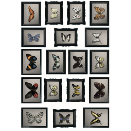 Planche de stickers Cadres de Papillons 48 x 68 cm