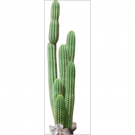 Sticker Cactus 45 x 169 cm