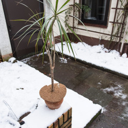 Disque paillis coco Ø 25 cm – Protection naturelle du sol | CONMETALL MEISTER Disque paillis coco Ø 25 cm – Protection naturelle du sol | CONMETALL MEISTER