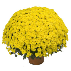 Chrysanthème pomponette en pot