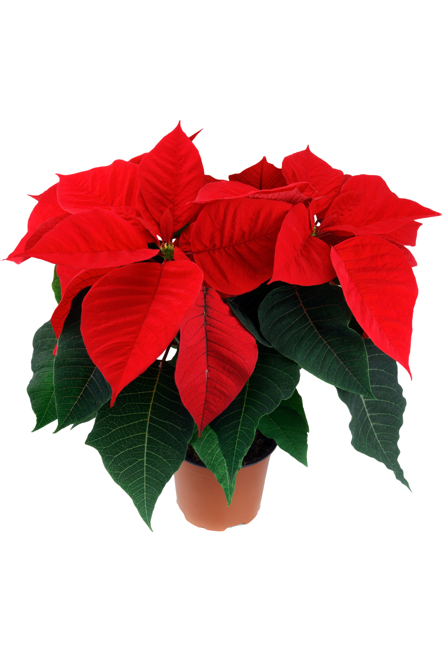 Descubra 48 kuva rose de noel en pot Thptnganamst.edu.vn