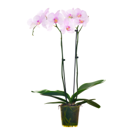 Orchidée phalaenopsis en pot
