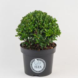 Ilex boule Dark Green en pot Ilex boule Dark Green en pot