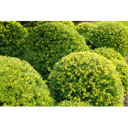 Ilex boule Dark Green en pot Ilex boule Dark Green en pot