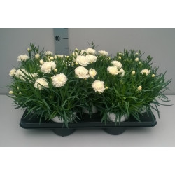 Dianthus Oscar en pot