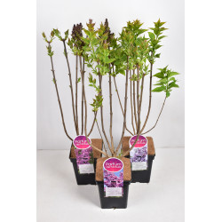 Syringa Parfum de Nature en pot