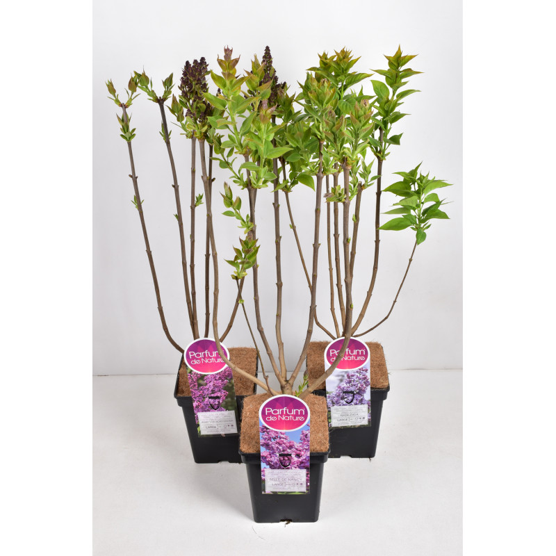 Syringa Parfum de Nature en pot