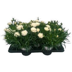 Dianthus Oscar en pot
