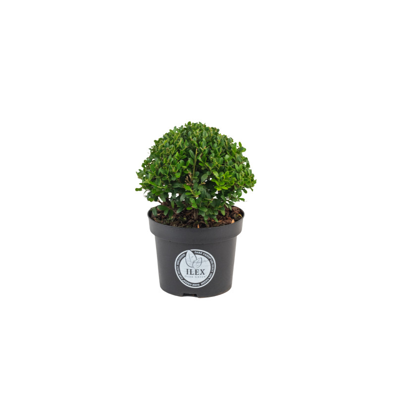 Ilex boule Dark Green en pot