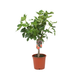 Figuier en pot