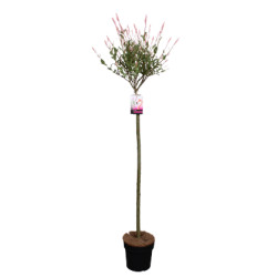 Arbre Salix Flamingo en pot 80 cm