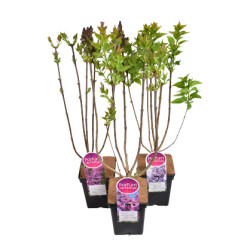 Syringa Parfum de Nature en pot