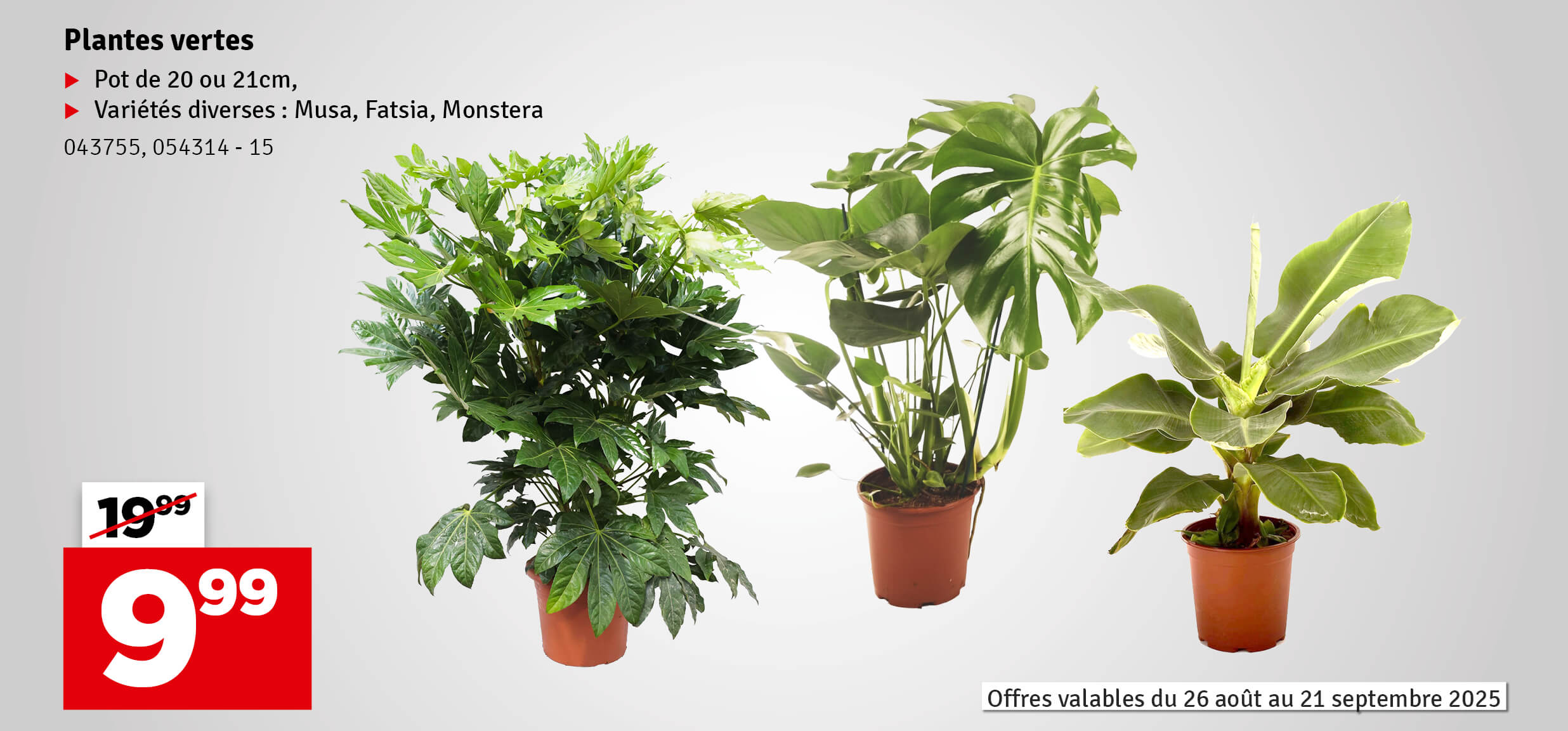 Promo -  Plantes vertes