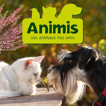 Animis